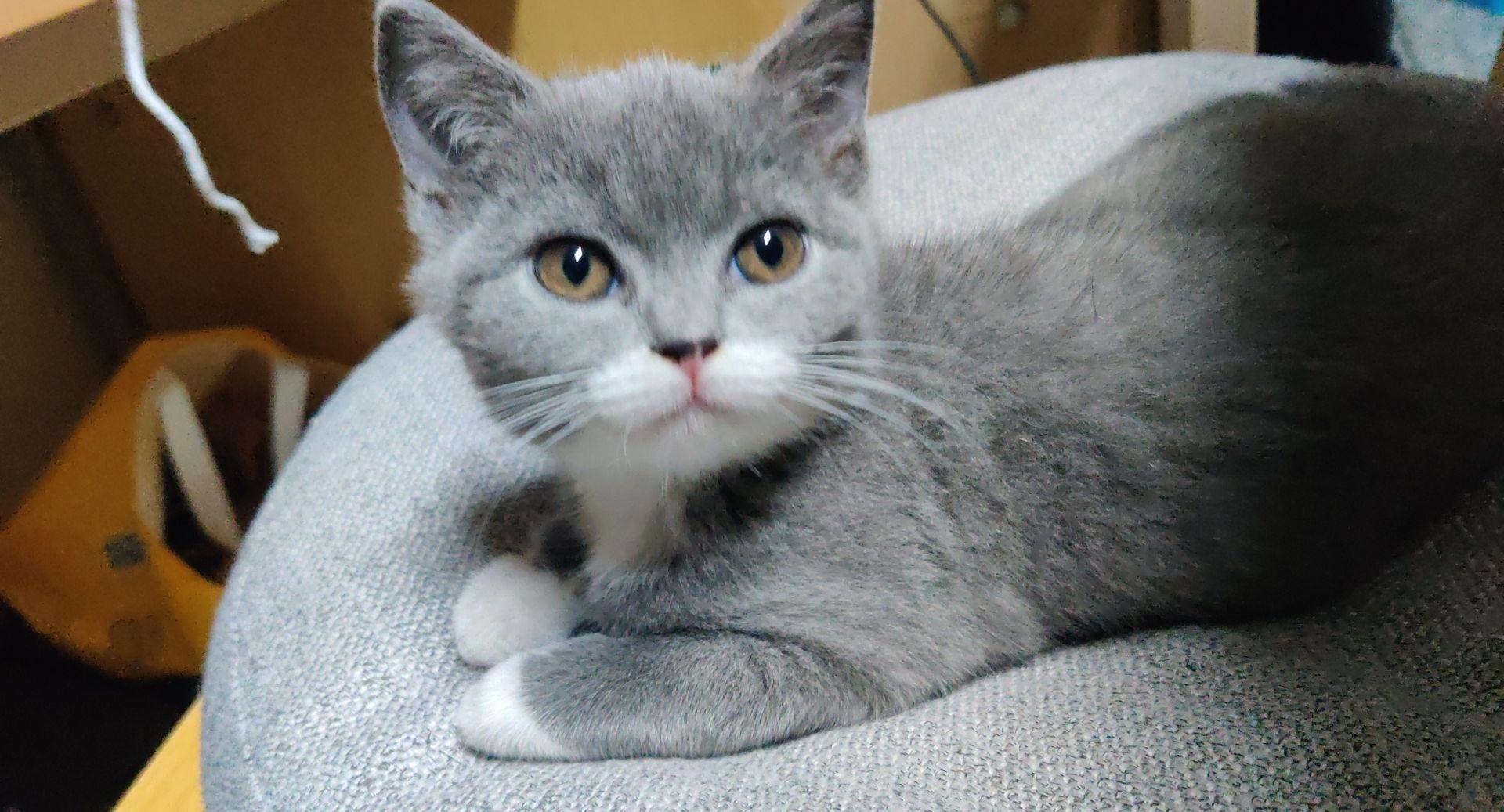 可以晒一下你家的白手套猫咪吗