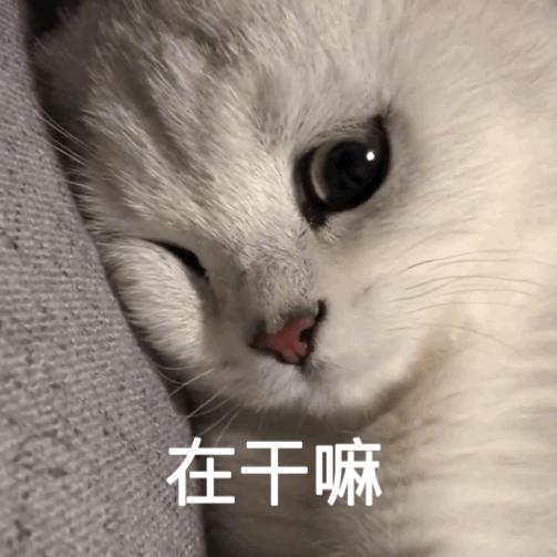 养猫久了才知道，猫咪不同的叫声，意思都不一样 知乎