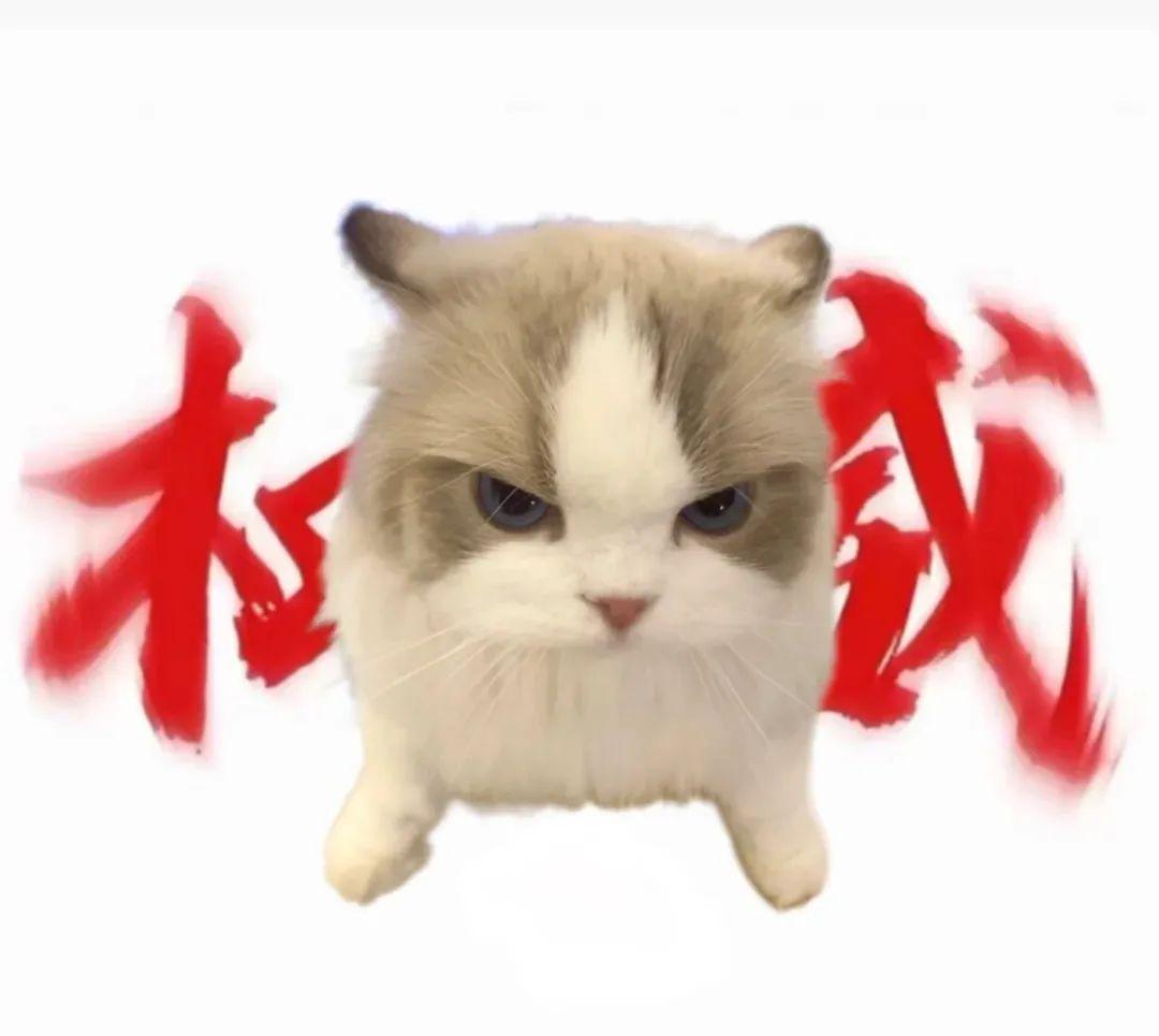 猫meme权威表情包大全 - 知乎