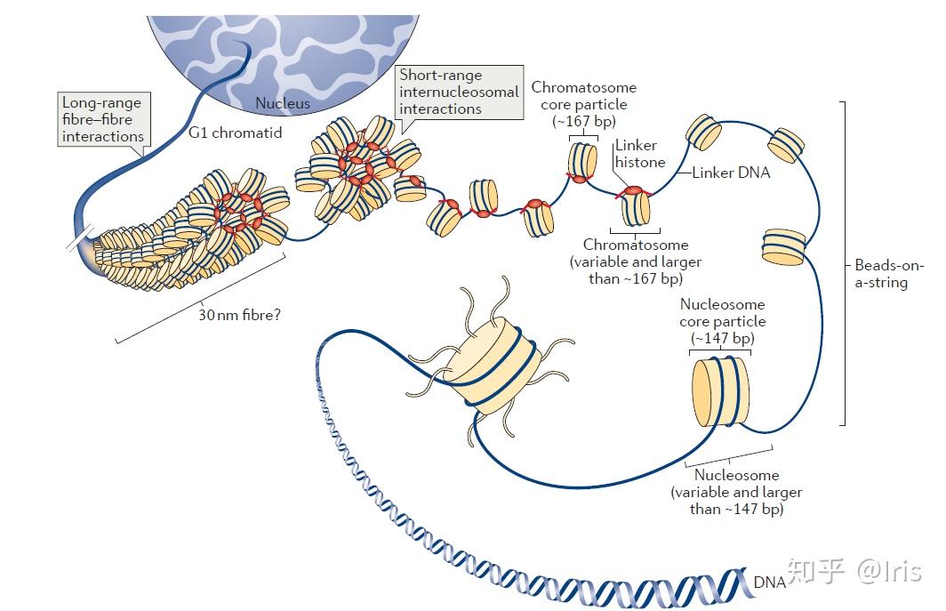 组蛋白H1 变体 知乎