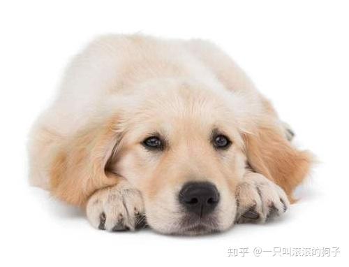 狗狗吃什么蔬菜可以促进排便 知乎 狗狗吃什么蔬菜可以促进排便 知乎