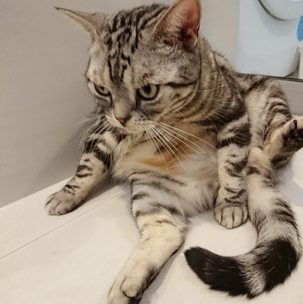 吸猫大会:美国短毛猫パズー