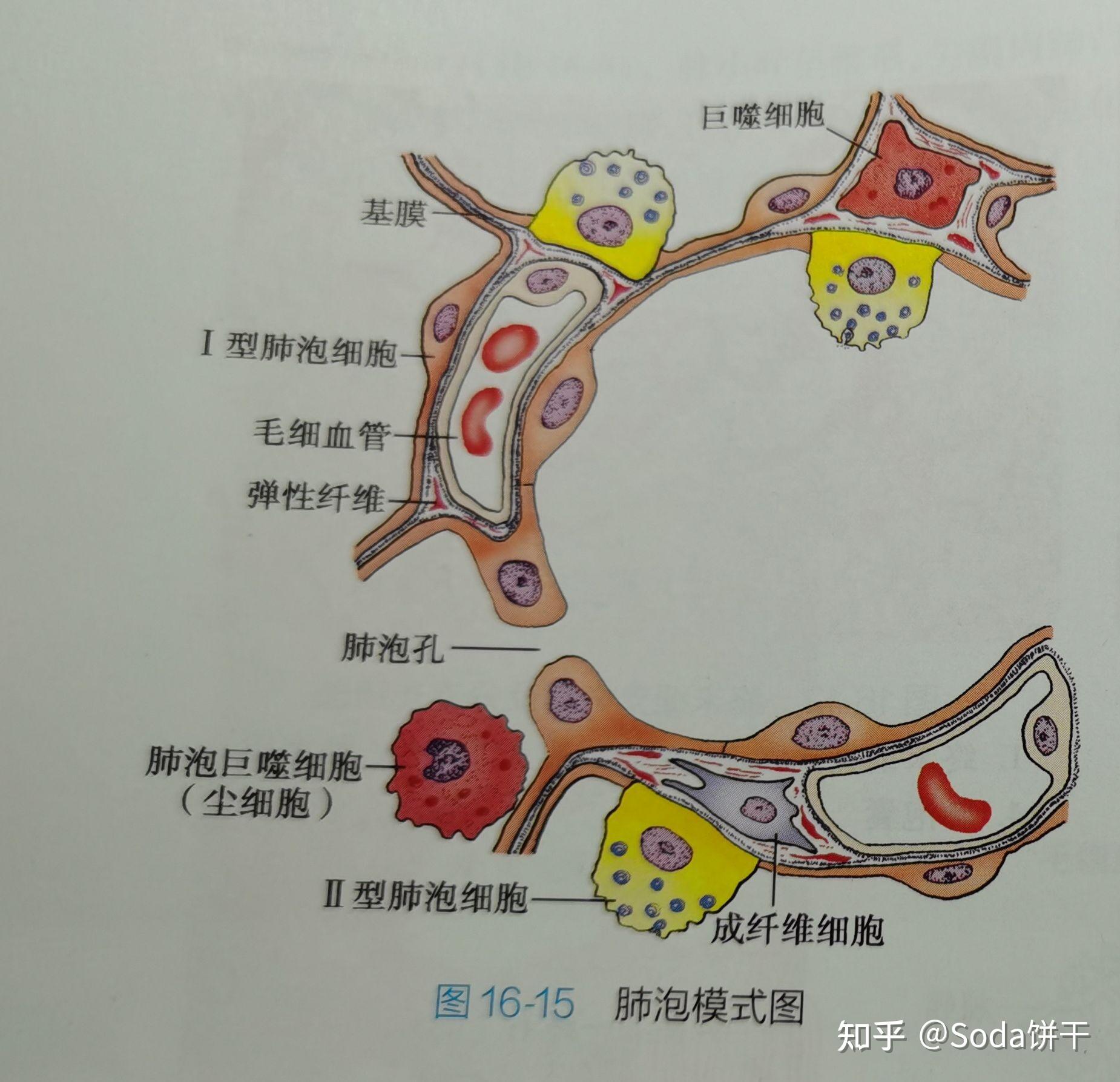 胸腺小叶组胚图图片