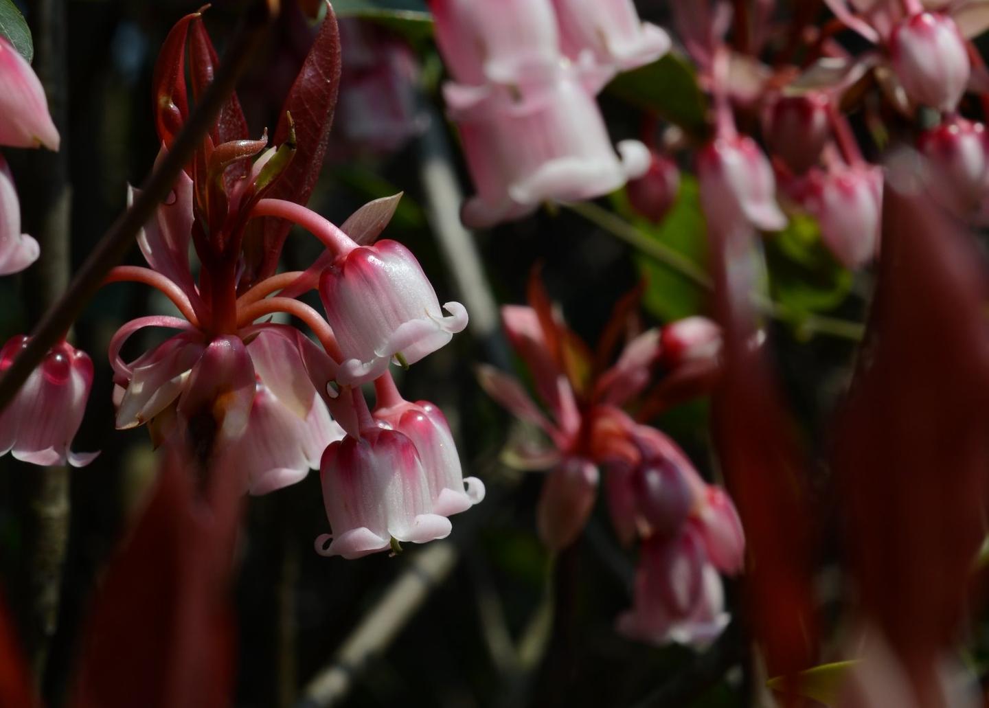 在香港看花的日子 二 知乎
