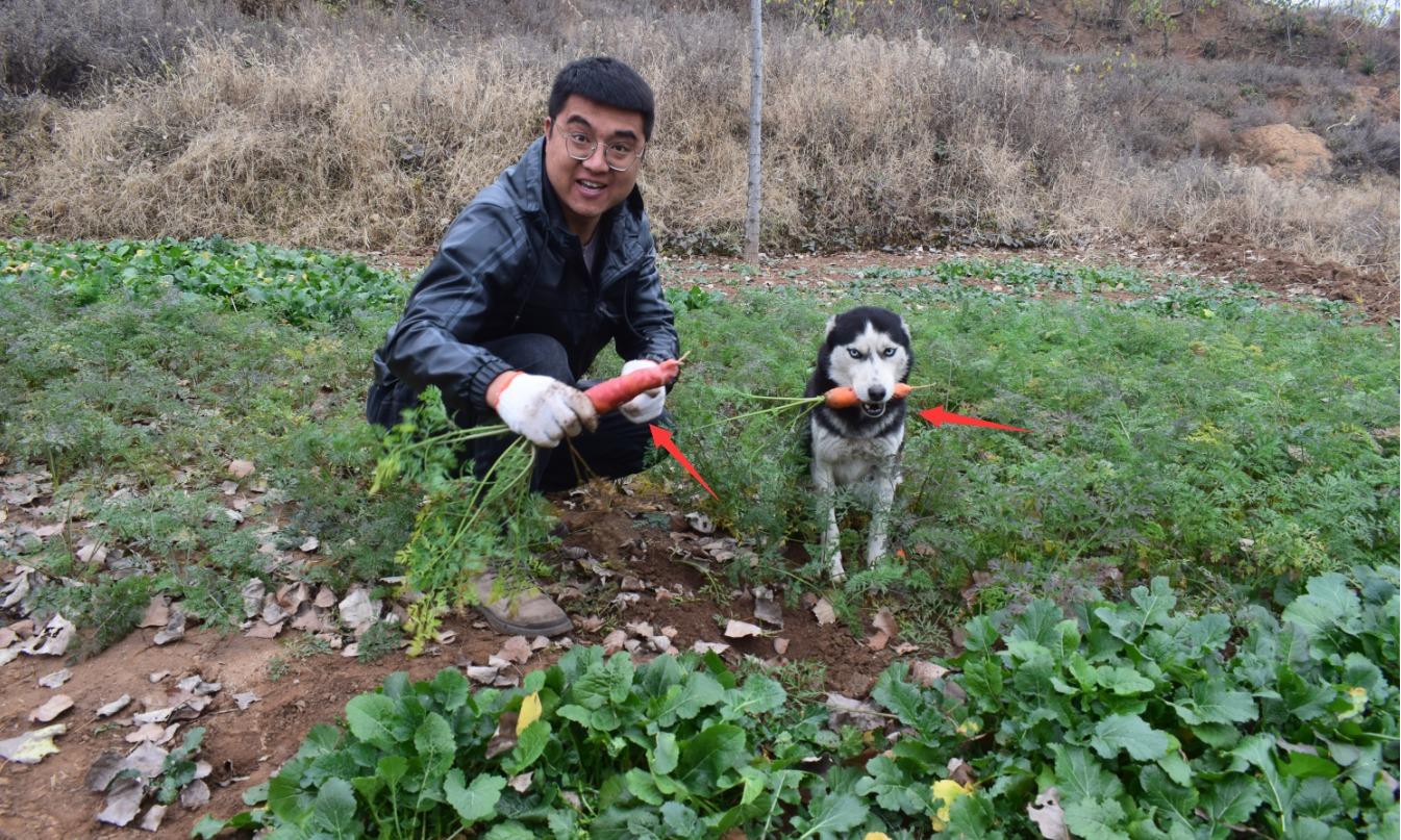 小吉的小二哈死了豆豆不相信事实非说是个梦该如何安慰
