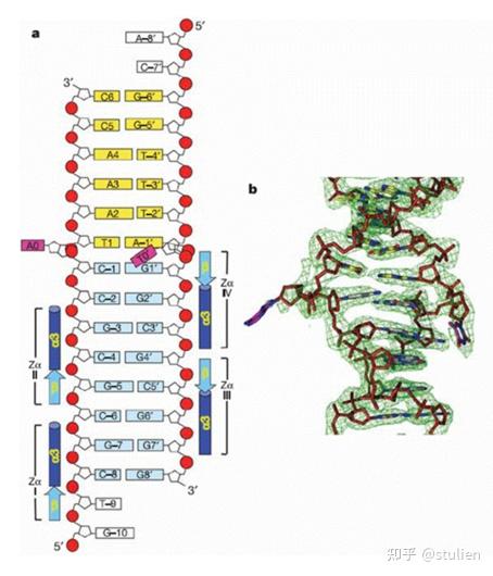 分子生物学回顾——染色体与DNA - 知乎
