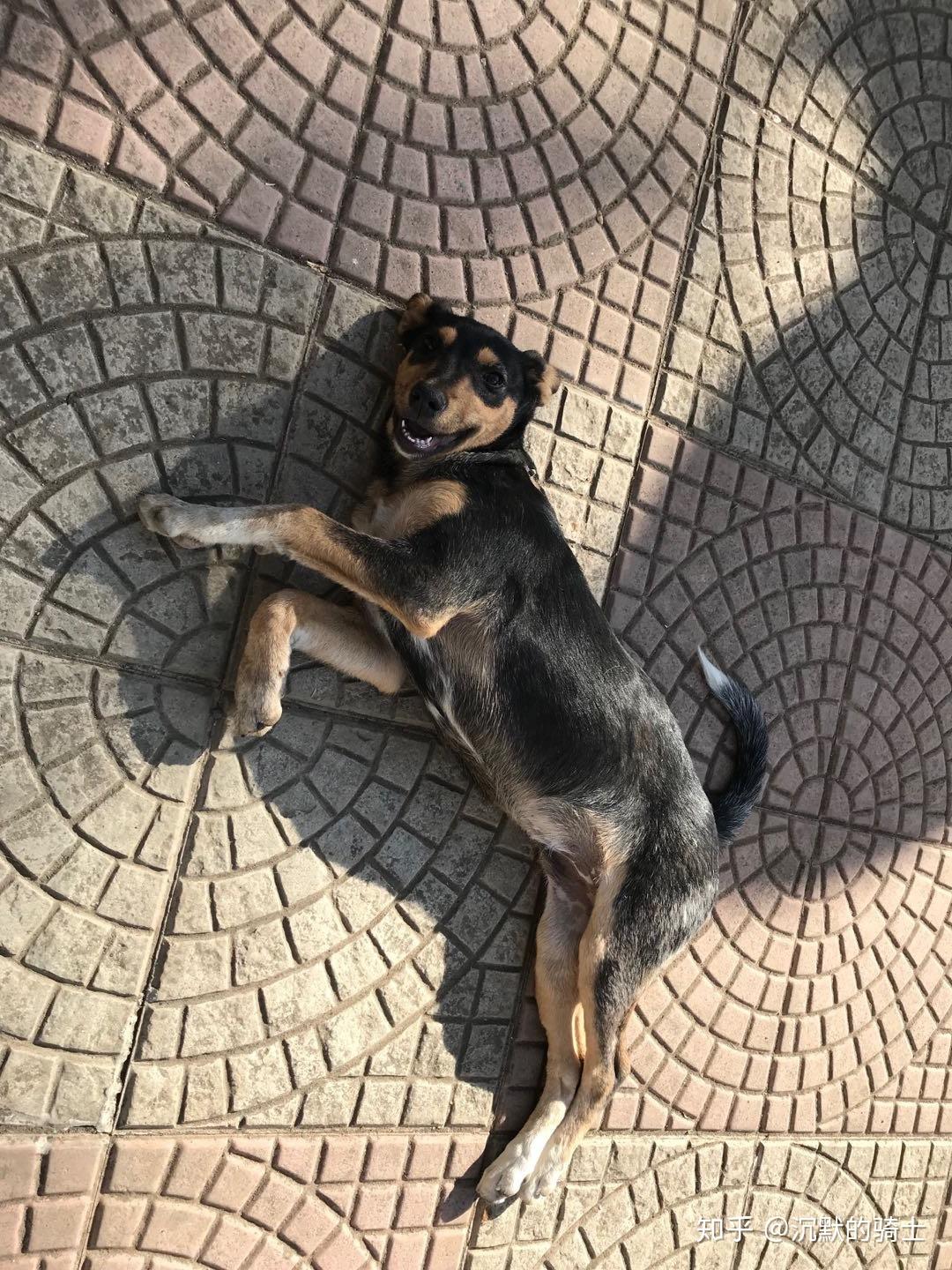 尼古拉斯61狗蛋在埃塞的日常