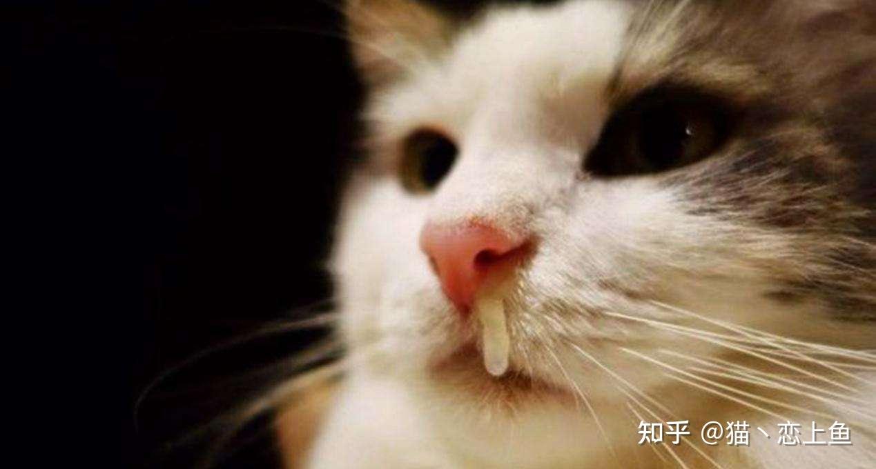 67猫为什么流鼻涕打喷嚏猫咪打喷嚏是不是感冒了?