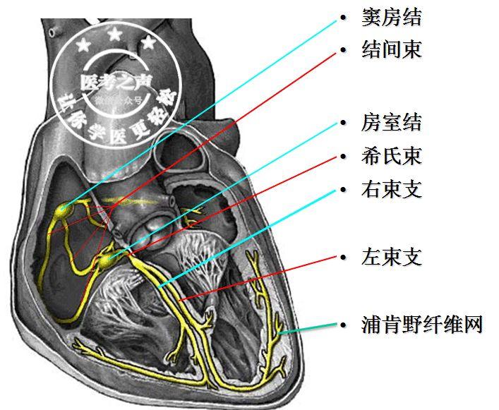 星医百学习心电图这是我见过最牛的文章