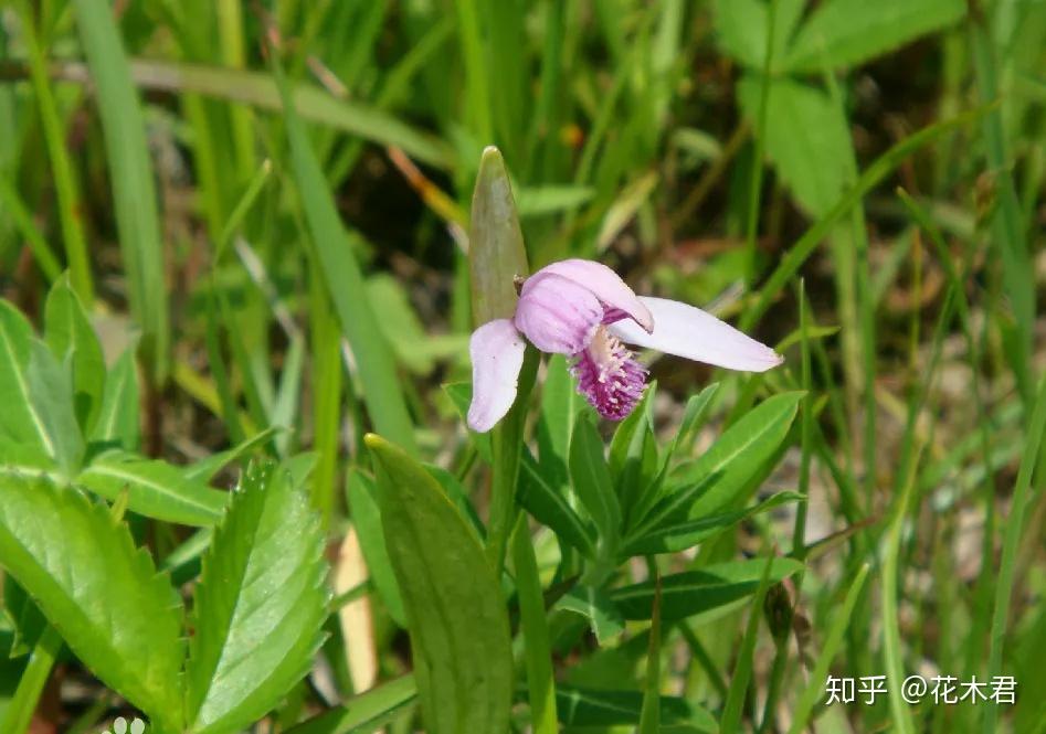晚于兰花,最早记载见于明代王象晋的《二如亭群芳谱》:"朱兰花开似兰