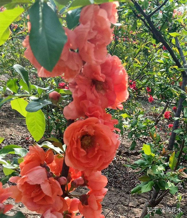 富贵王子花树海棠花图片