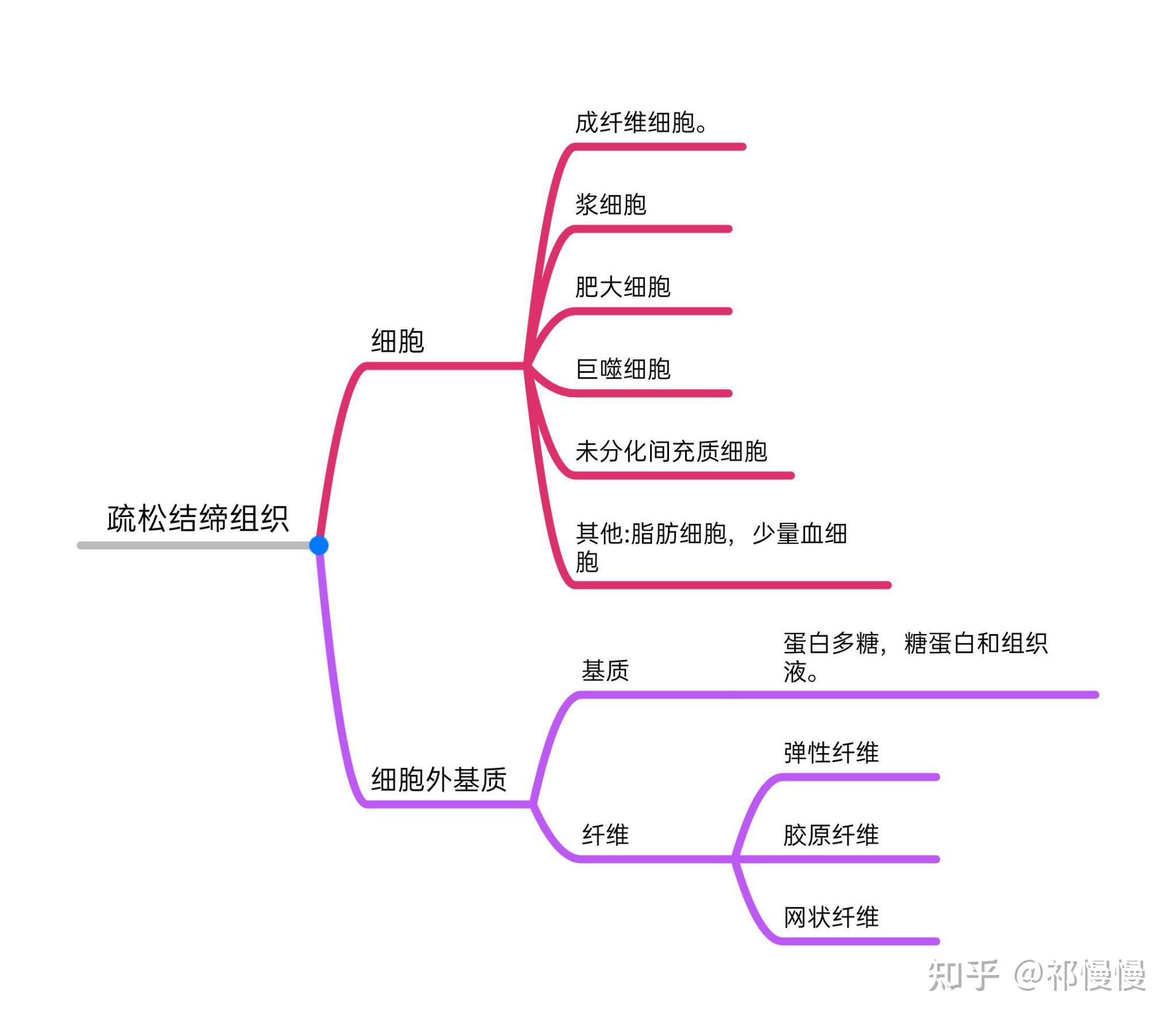 组胚思维导图上皮组织图片