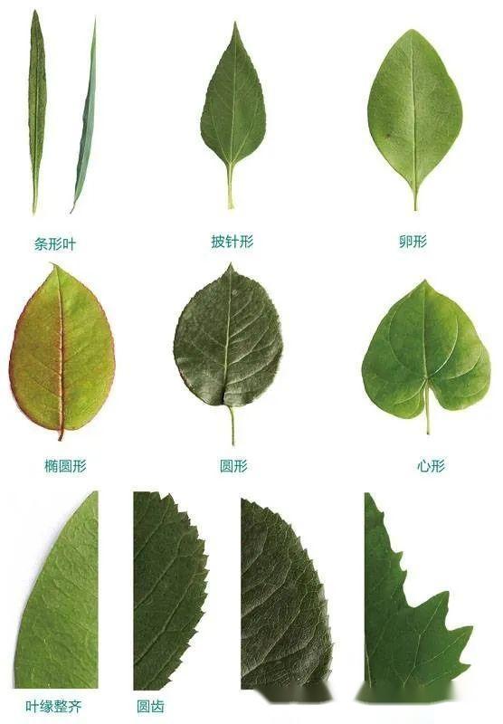 植物分类术语图解及分类方法 - 知乎