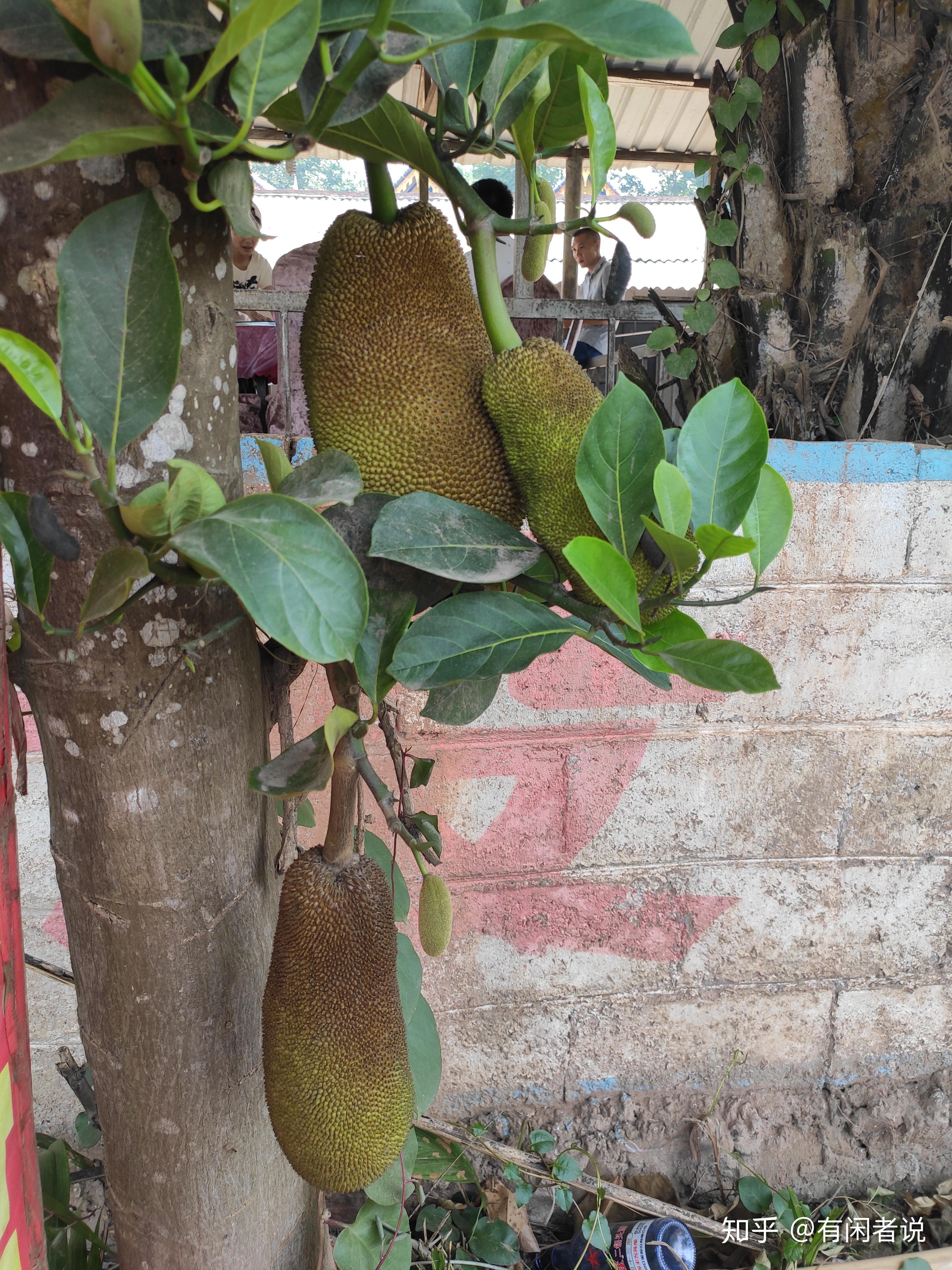 由于毗邻望天树,附近的村寨都开起了馆子,主打各色山野食材.