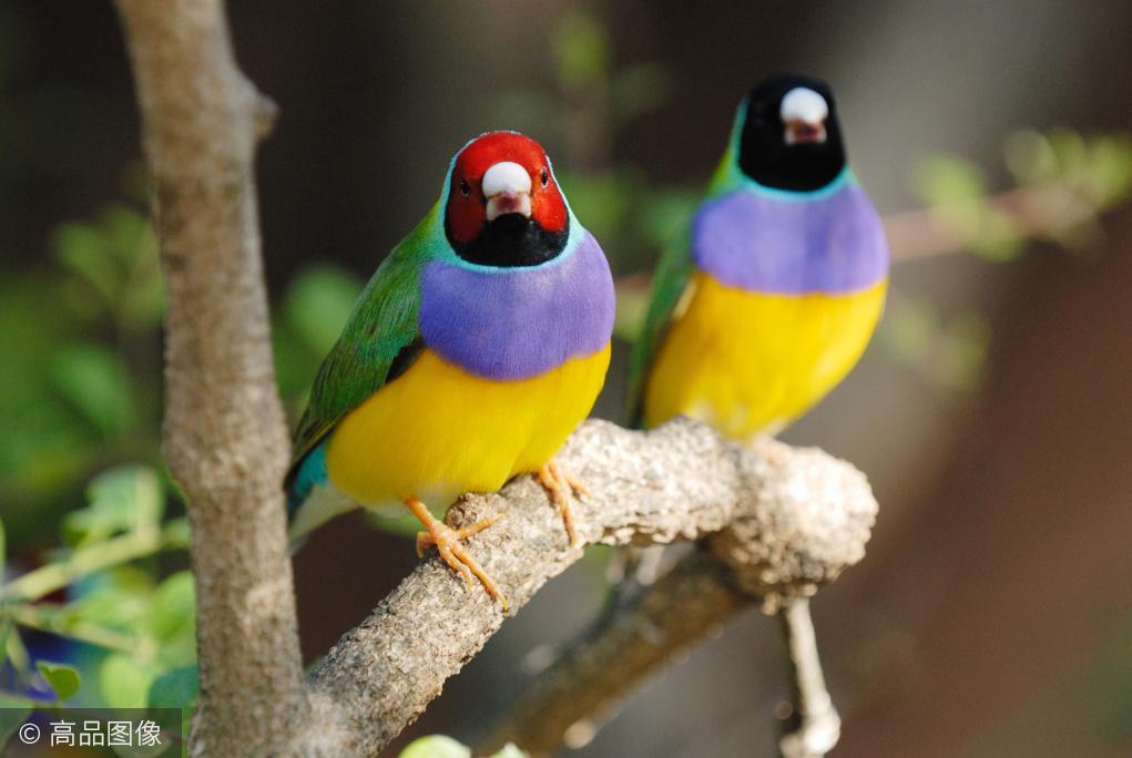 色彩斑斓的精灵世界上最美丽的鸟盘点