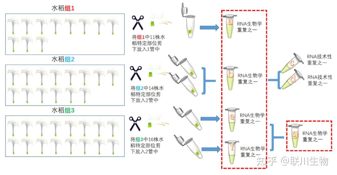不同取样混样提取方案对rna测序结果的影响