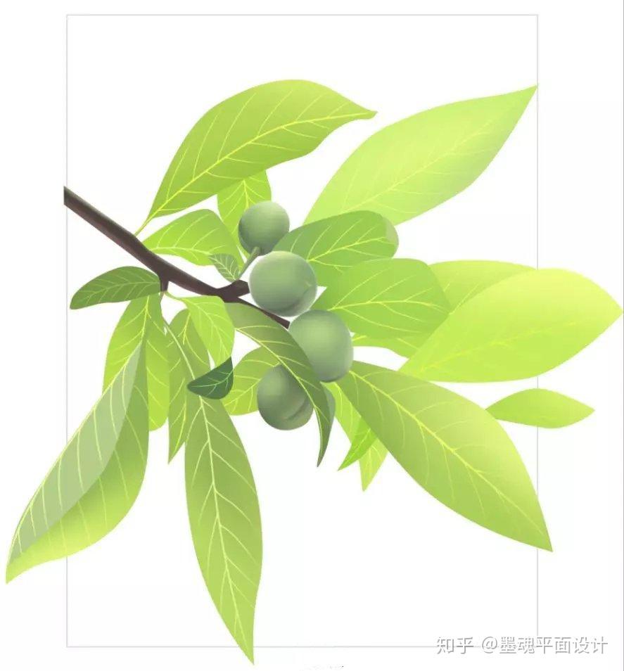 某设计师:带你绘制一串美味可口的青翠李子