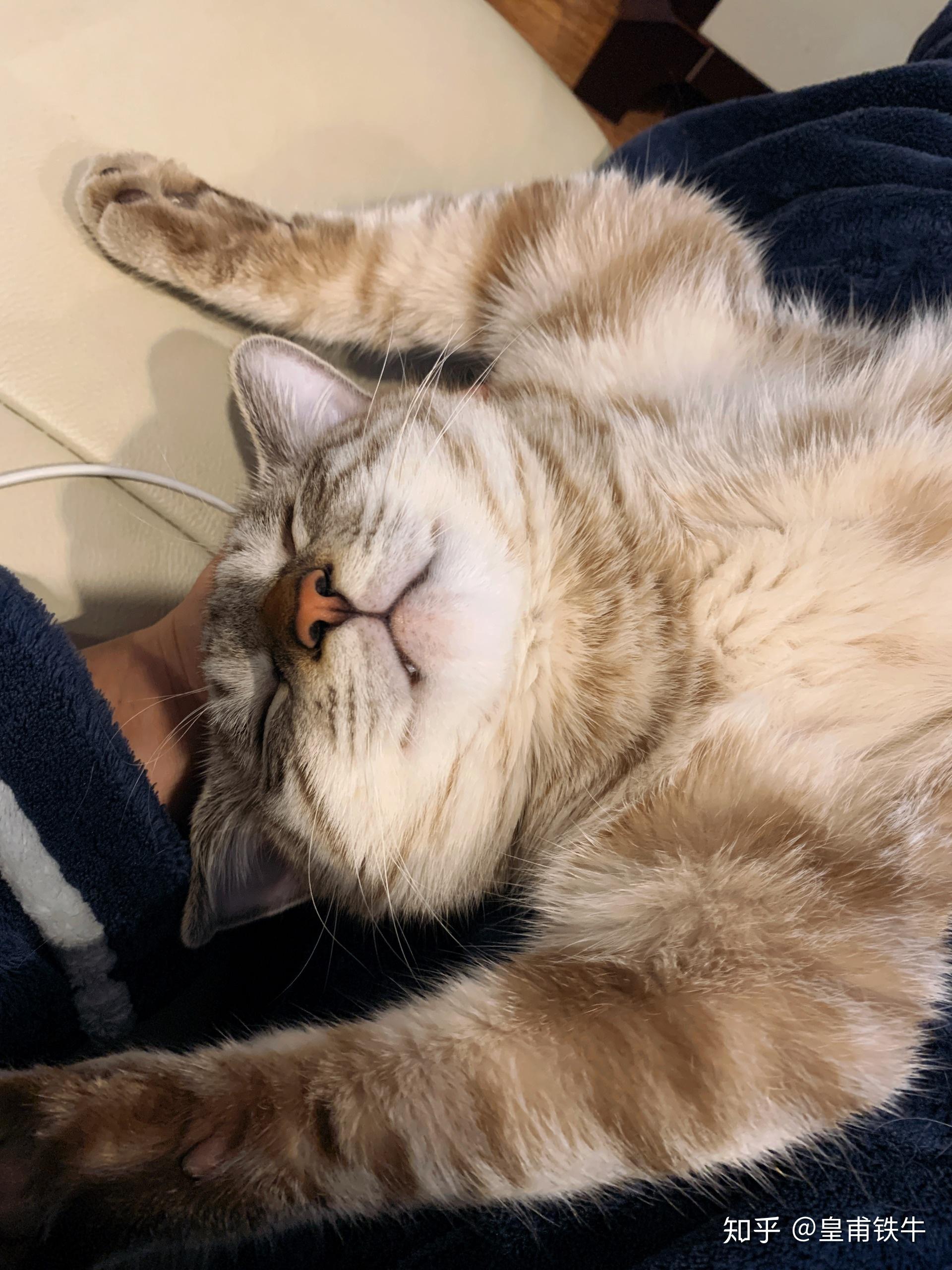 小猫咪睡觉都有什么奇怪的睡姿? - 知乎