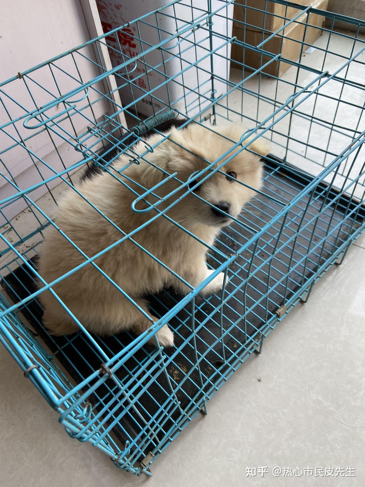 想买一只金萨犬幼崽,有货源吗? - 知乎