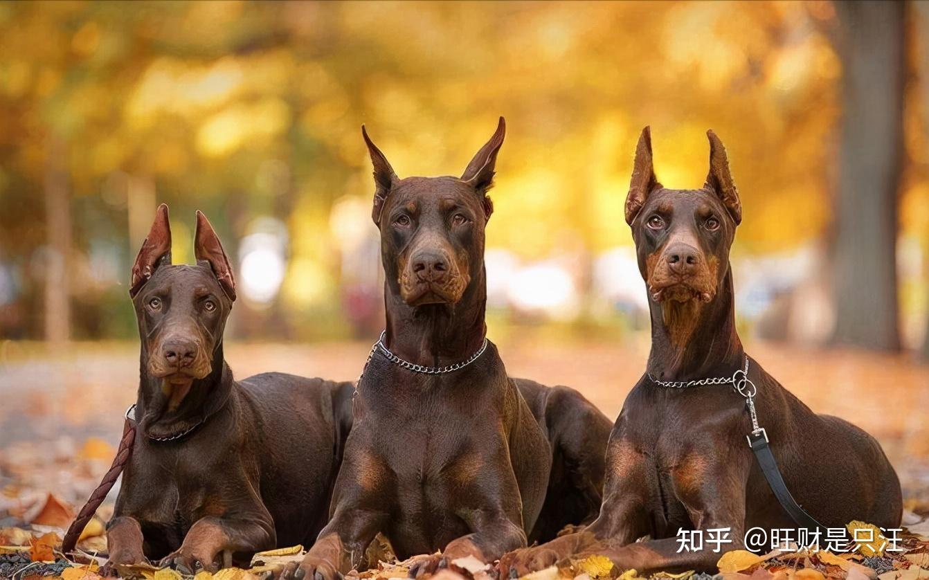 网友：听我一句劝，不要养杜宾犬