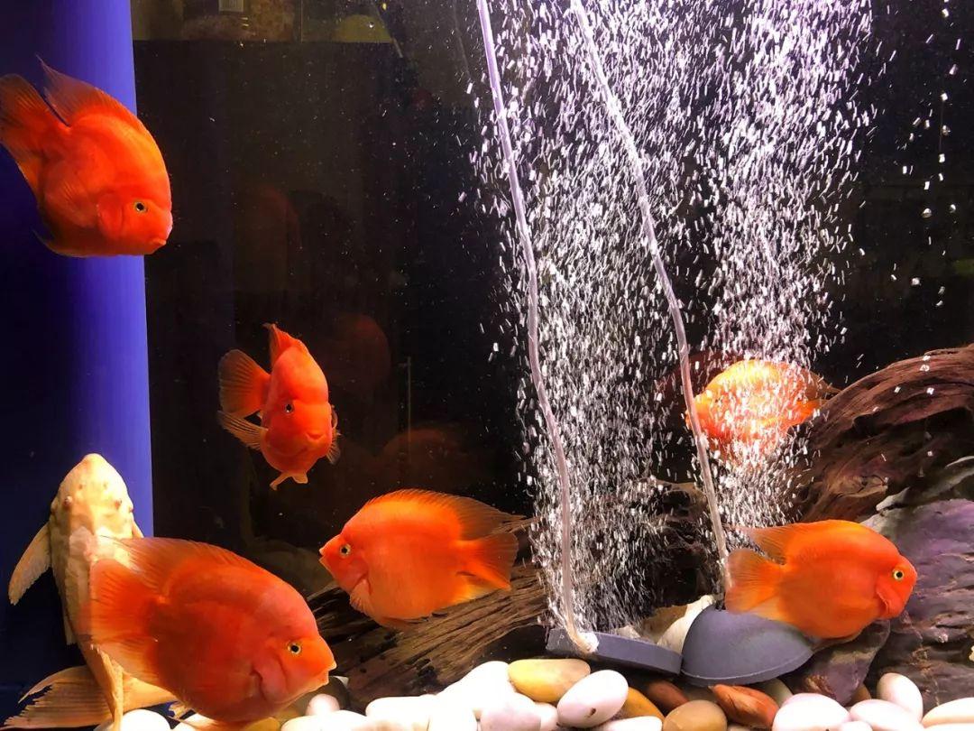 据说鹦鹉鱼的基因来自红魔鬼,紫红火口跟迈达斯