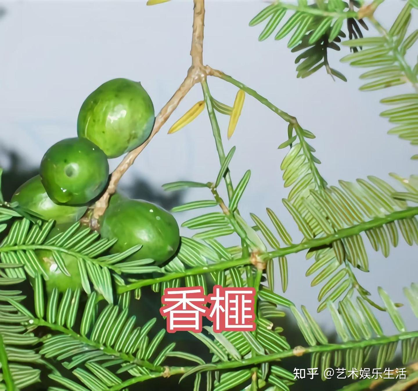 32种红豆杉科的裸子植物,其中香榧的果实是上等干果 - 知乎
