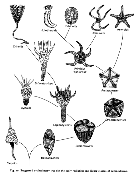 之前介绍过寒武纪的棘皮动物,除了海扁果能够自由活动外,始海百合