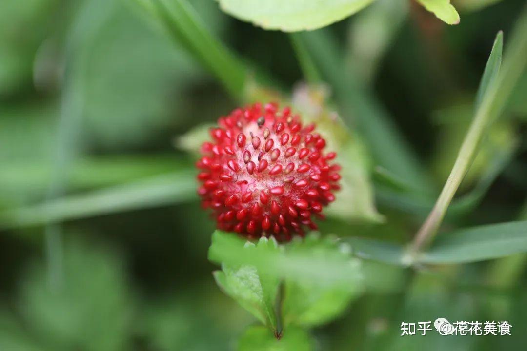 蛇莓和三叶委陵菜 - 知乎