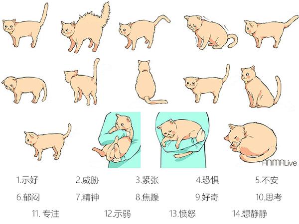 猫动作分解图图片