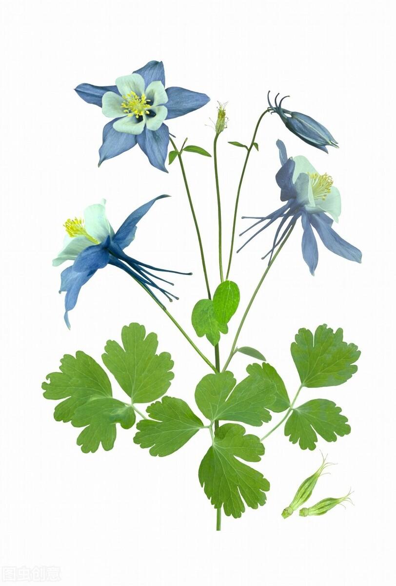 那被名字耽误的网红植物耧斗菜