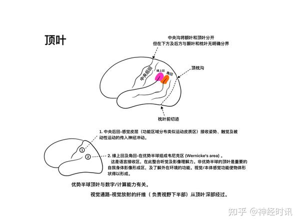 脑皮层的分叶、额叶及顶叶的结构、功能及受损表现【全了】 - 知乎