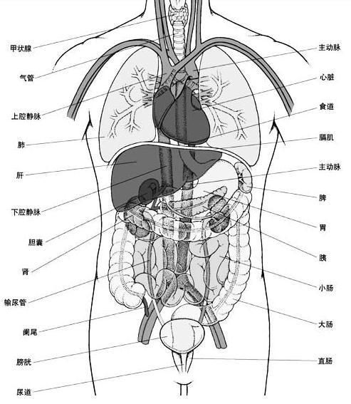 人体器官内脏结构分布图及解说