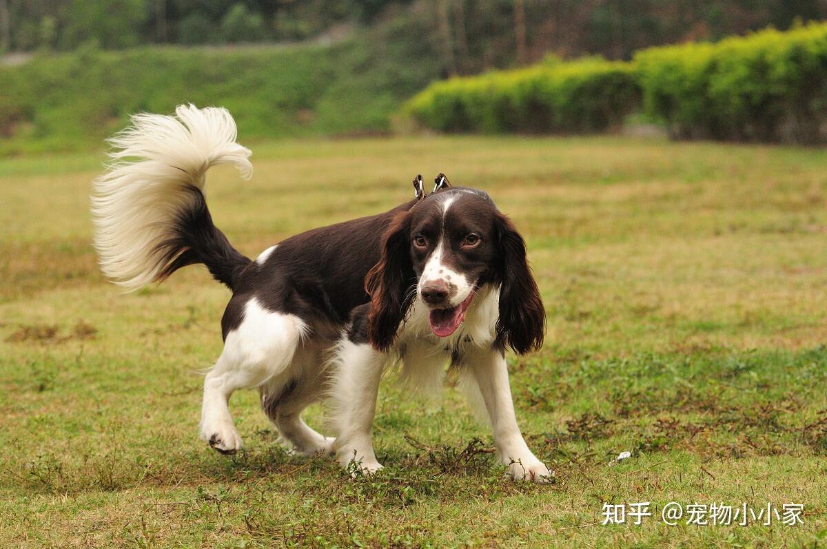为什么想养“史宾格犬”的人多?养过的都懂,太好养了! - 知乎