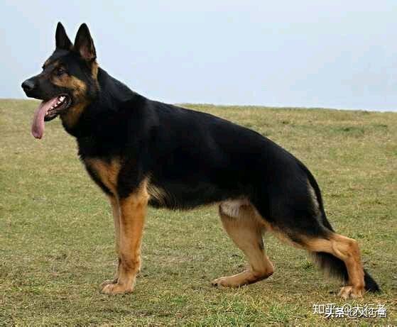 的东德,通常东德都会单独说明,下文也只指西德也就是展示系德国牧羊犬