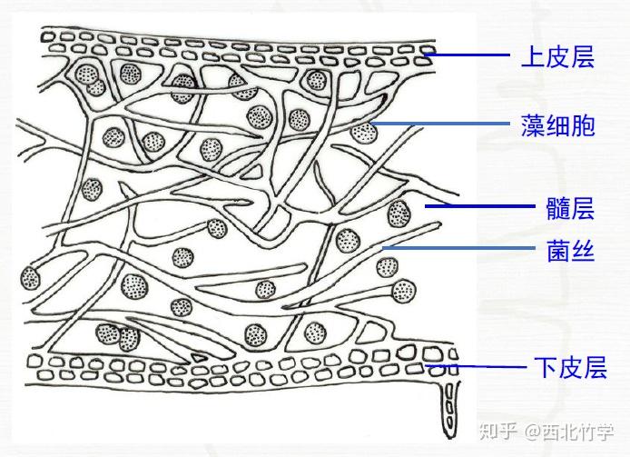 枝状地衣结构图图片