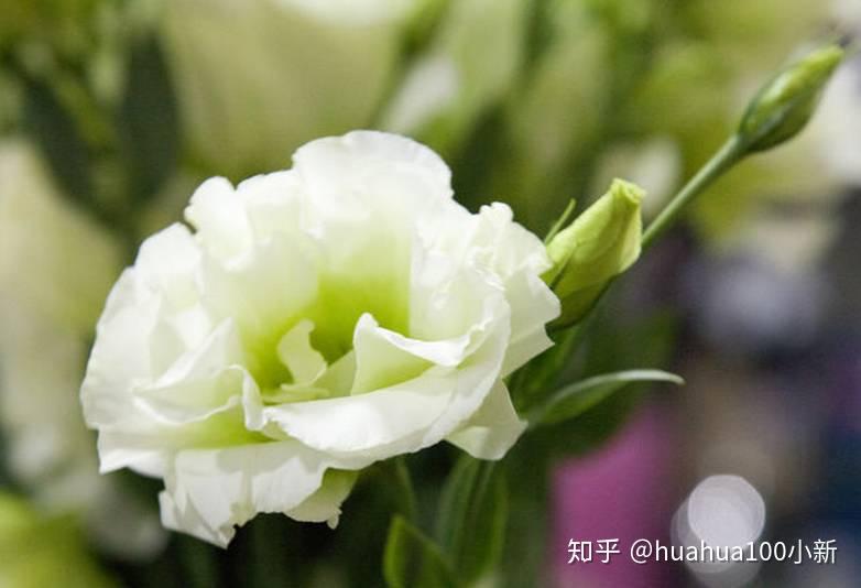 桔梗，到底是什么梗？？？ - 知乎