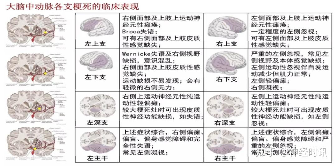 颅脑解剖基础入门知识总结 - 知乎