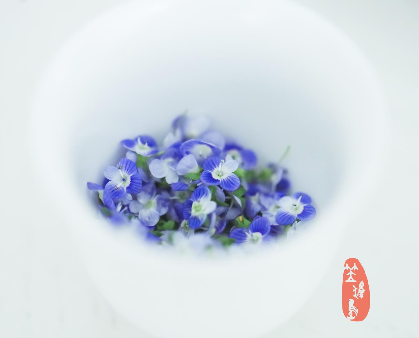 那些随处可见的不起眼的小野花们 婆婆纳 附地菜 鸭跖草 驴蹄草 繁缕 知乎 那些随处可见的不起眼的小野花们 婆婆纳 附地菜 鸭跖草 驴蹄草 繁缕 知乎
