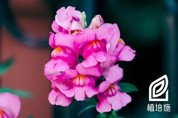 植培施 金鱼草antirrhium Majus 一 二年生草本花卉栽培手册 知乎