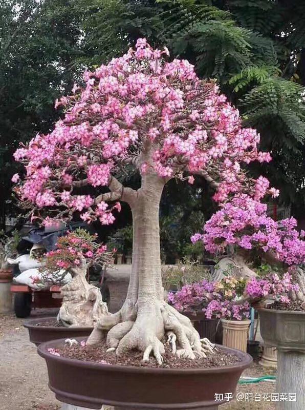 5种长寿花,天生“富贵命”,养它几十年,就是“传世宝”(名贵长寿花)