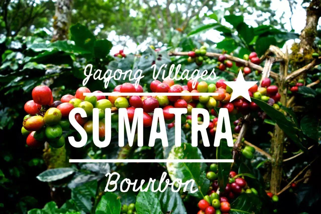 其中爪哇岛,苏门答腊岛和苏拉威西岛是其主要的咖啡产区