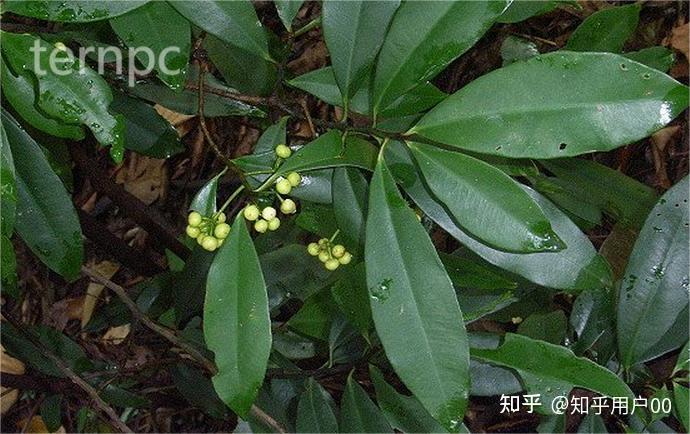 药用观赏两不误——罗伞树 - 知乎