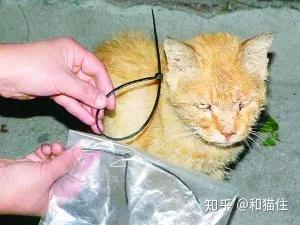 我国历年发生虐猫行为一览- 知乎