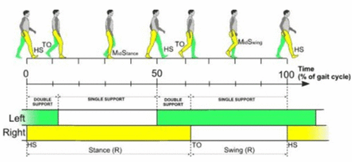 运动康复专业科普文章——步态分析（一） - 知乎