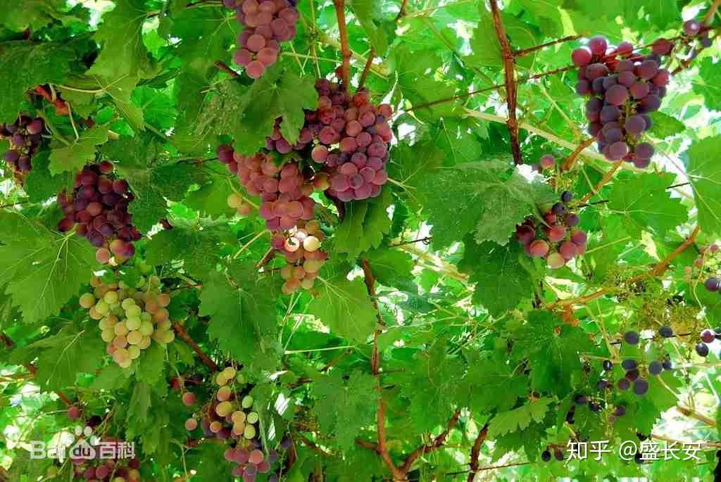 琐琐葡萄,是新疆特产.