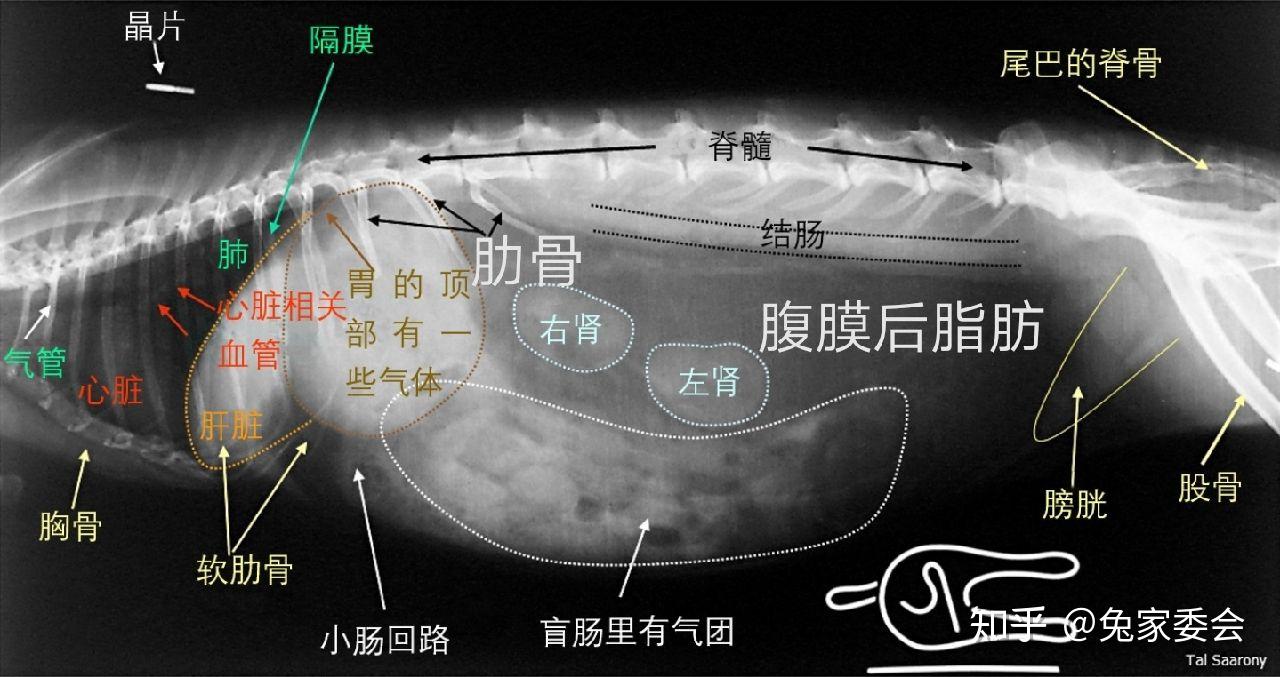 兔子子宫卵巢解剖图图片