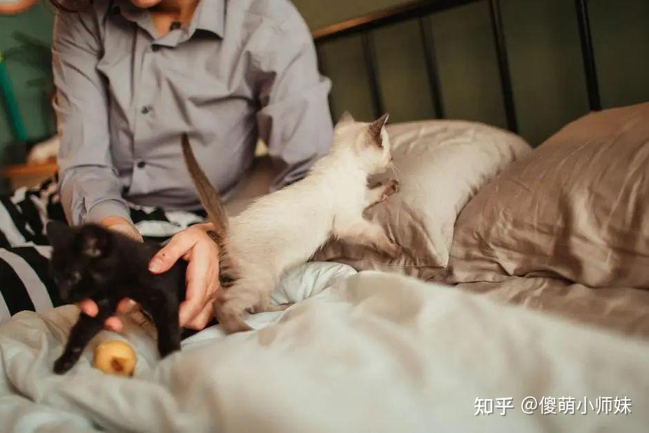 老人常说:养猫的人,都是有灵气运气好的人! - 知乎