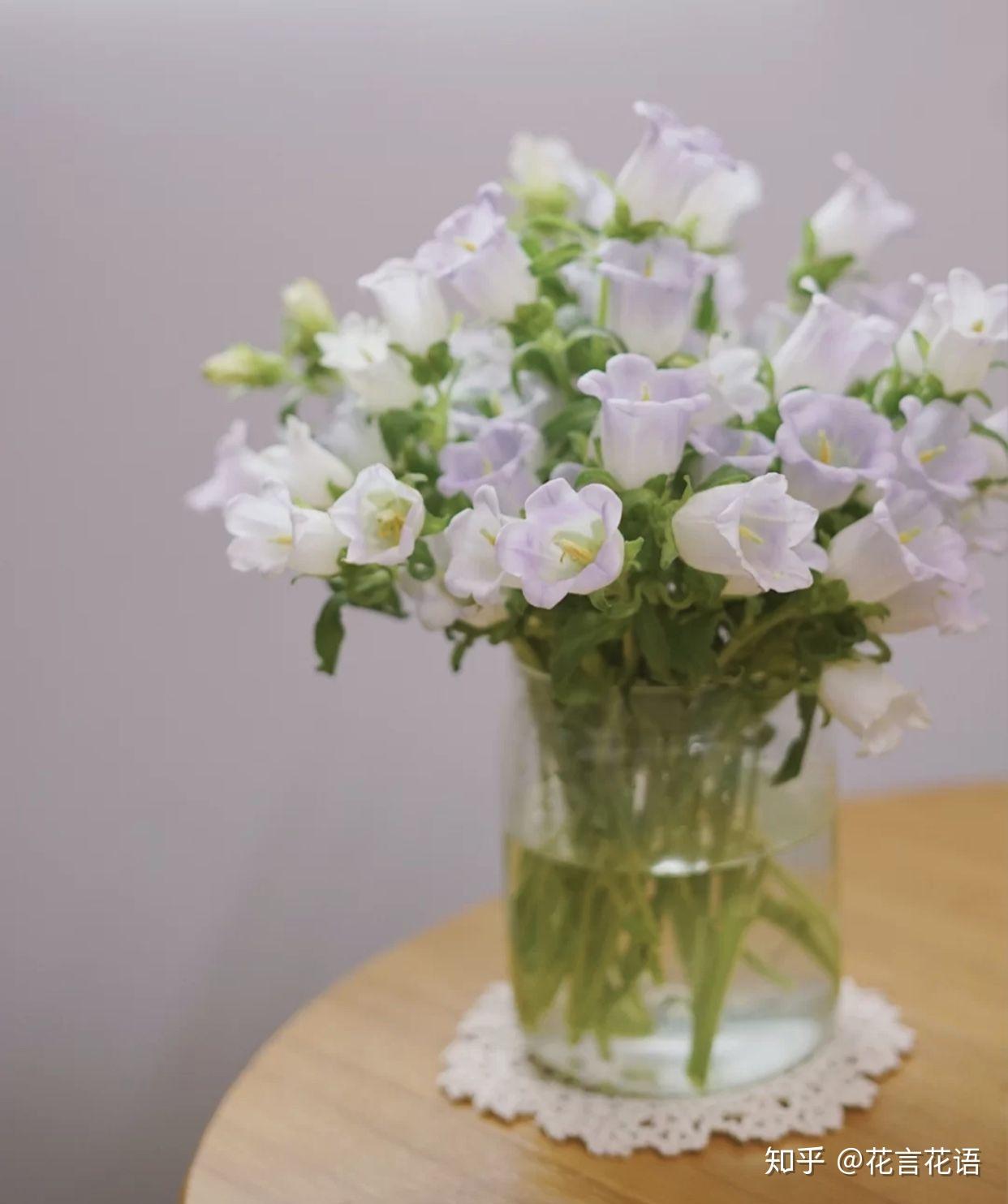 鲜切花风铃草风铃花养护指南