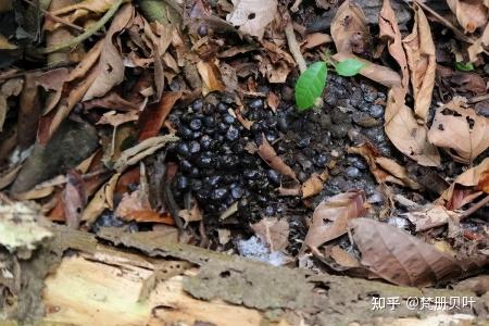 懒到极点的树懒:生树上、死树上,只有两件事最积极:拉屎和交配 - 知乎