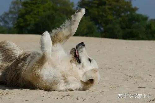 狗狗在地上打滚让人抓狂?看完原因你就懂了 - 知乎